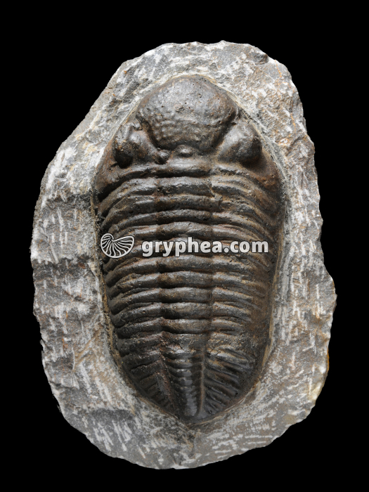 Trilobite (Phacops africanus) - vue apicale - gryphea.com